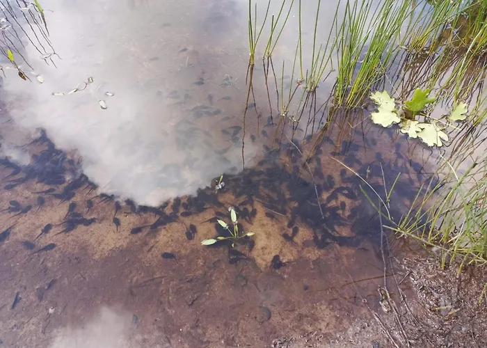 6 Person In Oksbol-by Traum Ferienhaus *